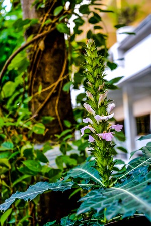 Wild flowers have different colors depending on its type.の写真素材