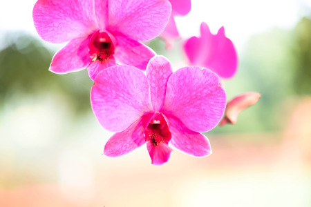 Orchids race against winter winds.