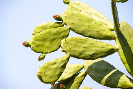 Early blooming cactus late King looked very inviting.の写真素材