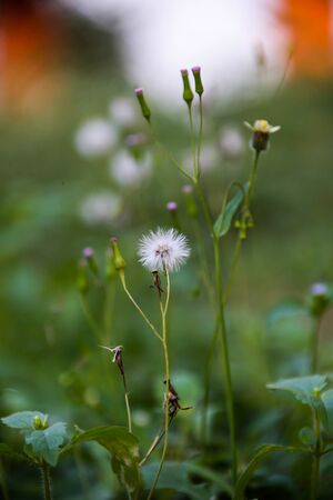Wild flowers have different colors depending on its type.の写真素材