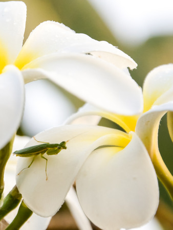 Grasshopper perched on a flower waiting time for food.の写真素材