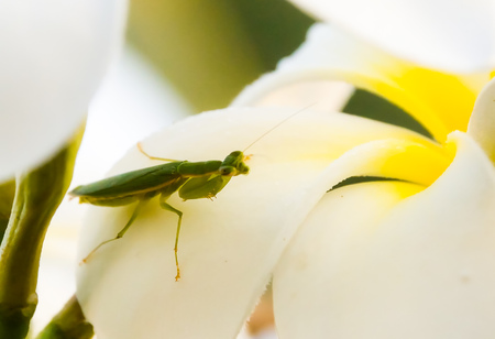 Grasshopper perched on a flower waiting time for food.の写真素材