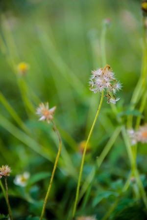 Wild flowers have different colors depending on its type.の写真素材