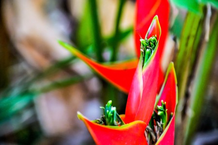 Bird of Paradise flower bloom red.の写真素材