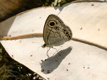 Butterfly perched on a break with dry leaves after a long flight.