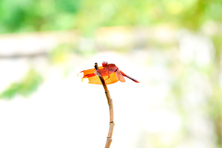 Dragonflies are perched on the end of branches.の写真素材