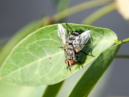 Fly like a fly, then take a break from time to time.の写真素材