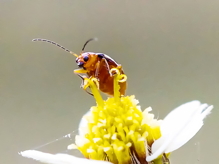 Ladybug perched on a wildflower.の写真素材