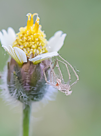 When an insect the size of a larger, it will molt.