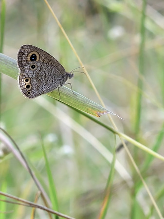 Butterfly resting comfortably on the grass.