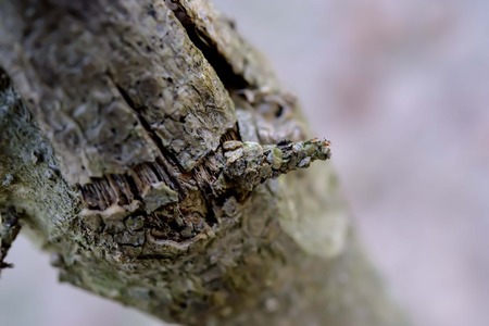 The worm uses natural materials to wrap it for protection.の写真素材