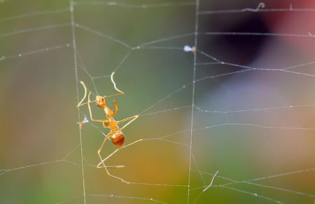 Ant to stick with spider webs.の写真素材