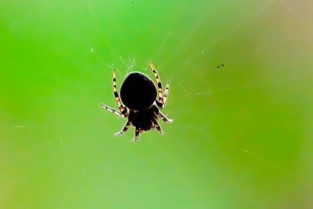 Spider waiting to catch its food.の写真素材
