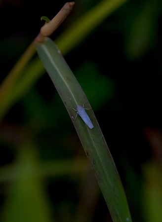 Insect color and shape vary according to the nature.