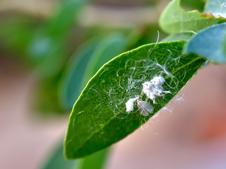 Mealybug, a pest of a plant that makes plants grow slowly.の写真素材