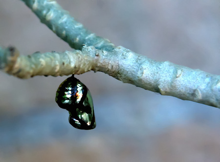 Some insects will grow into an adult to become a pupa before.の写真素材