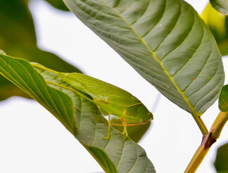 Grasshopper grip on large leaves to camouflage it.の写真素材
