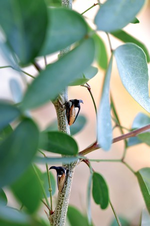 Insect color and shape vary according to the nature.の写真素材