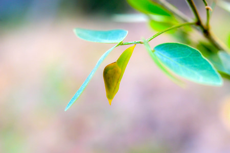 Some insects will grow into an adult to become a pupa before.の写真素材