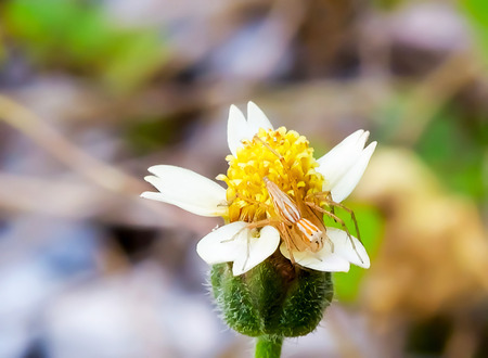 Spiders were caught on a clump of trees.の写真素材