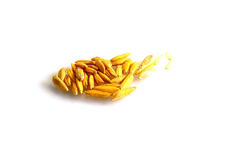 The grain has not peel off, which is suitable for animal feed.の写真素材