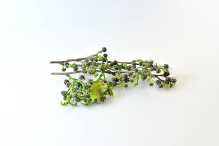 The plant will then bloom once a year, which would bring the soup to a flower.の写真素材