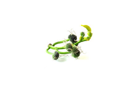 The plant will then bloom once a year, which would bring the soup to a flower.の写真素材