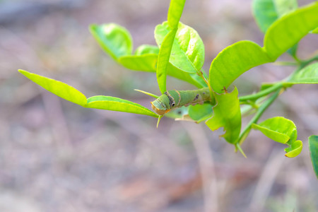 The caterpillars are unsightly color for camouflage.の写真素材