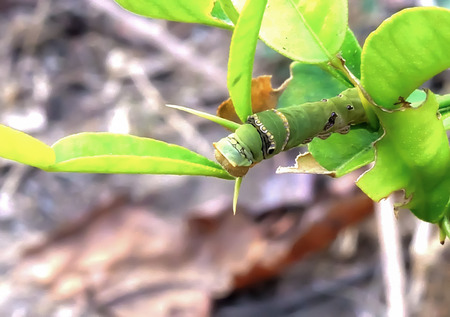 The caterpillars are unsightly color for camouflage.の写真素材