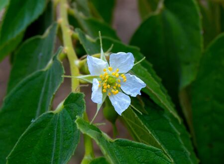 Wild flowers have different colors depending on its type.