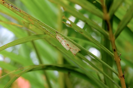 When insects out of the chrysalis, it will leave a stain of it.の写真素材
