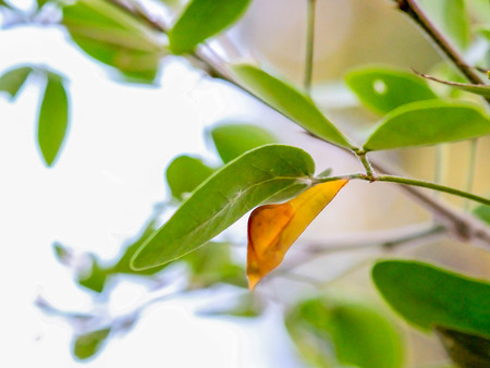 Some insects will grow into an adult to become a pupa before.