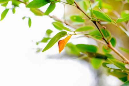 Some insects will grow into an adult to become a pupa before.の写真素材