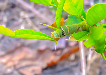 The caterpillars are unsightly color for camouflage.