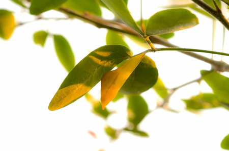 Some insects will grow into an adult to become a pupa before.の写真素材