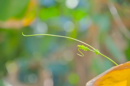 Gord is a herbaceous plant with stems attached mustache does not freeze the trees nearby.の写真素材