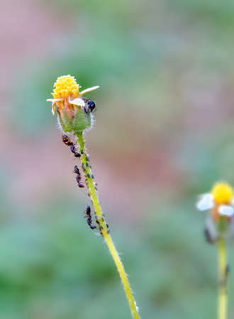 Ant walking on grass stem happily.の写真素材