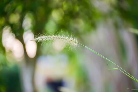 White flower blooming in the field.の写真素材