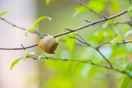 Insect nest on the tree to lay eggs and their young dodge Pat's.の写真素材