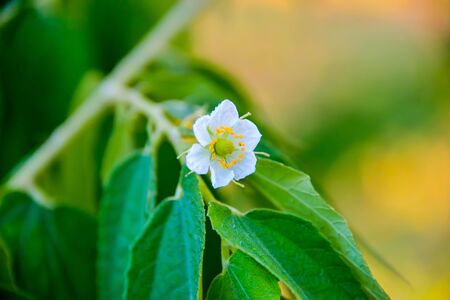 Wild flowers have different colors depending on its type.の写真素材