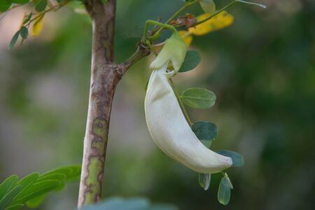 Agasta has yet to bloom flowers.の写真素材