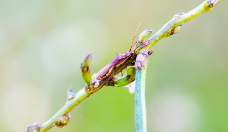 Insect color and shape vary according to the nature.の写真素材