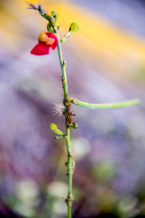 Insect color and shape vary according to the nature.の写真素材