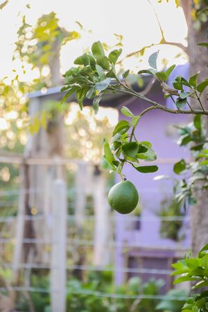 Grapefruit is a fruit with a thick, sweet taste.の写真素材