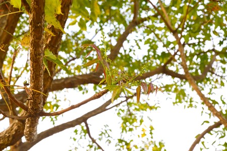 Neem tree canopy Medium bloom once a year. Neem flowers can be eaten both raw and cooked.の写真素材