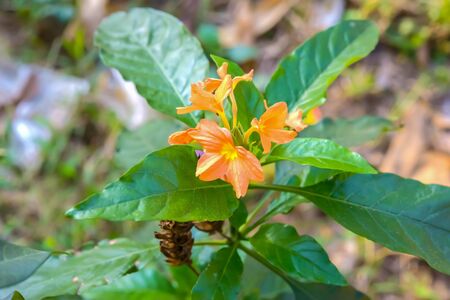 When the flowers bloom, they are insects living area.の写真素材