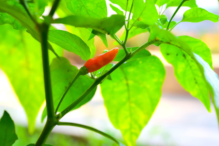 The chili is old, it changes color from green to orange to red as it was when it was fully ripe.の写真素材