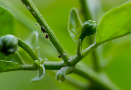 Where a plant has to plant a bug because it is the home of insects.の写真素材