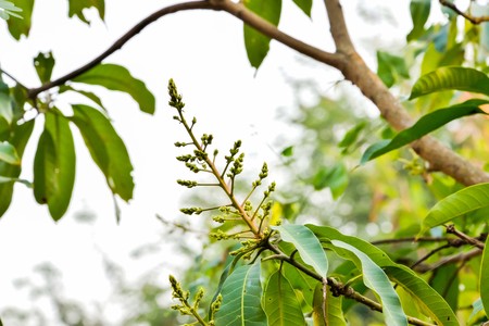 Mango blossoming, which it did not bloom, but soon we will see a ball of it.の写真素材