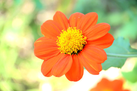 Gerbera is very pretty when they bloom.の写真素材